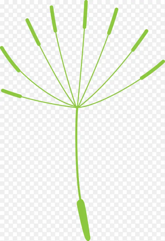 蒲公英 叶子 植物茎