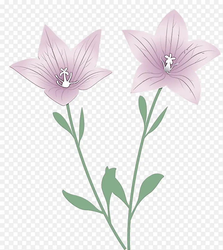 气球花 植物茎 百合