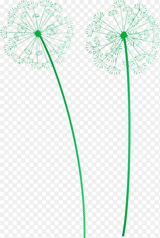 蒲公英 花 植物茎