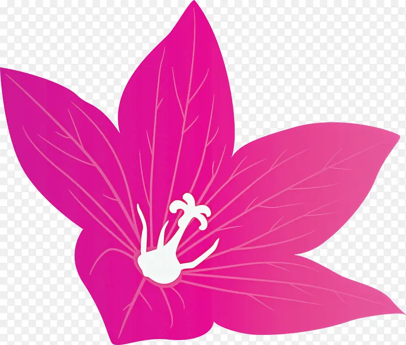 气球花 花 水青石