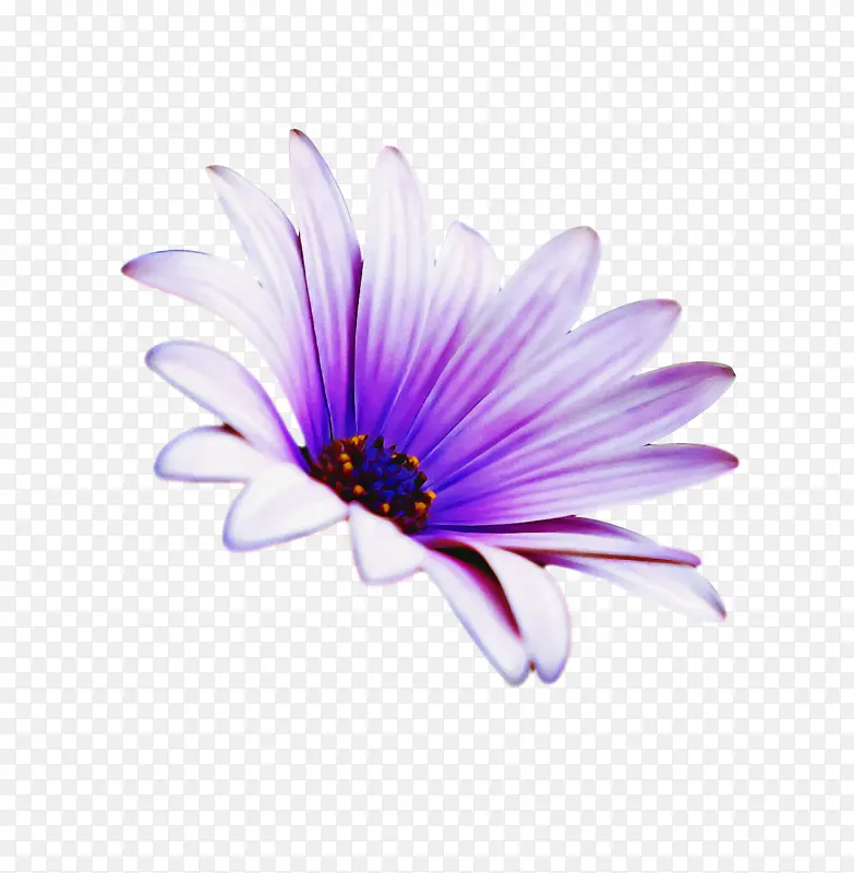 紫菀 花 花瓣