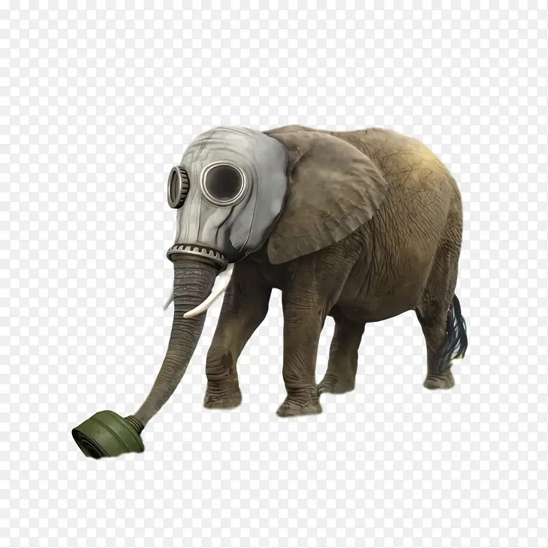 非洲象 大象 象牙