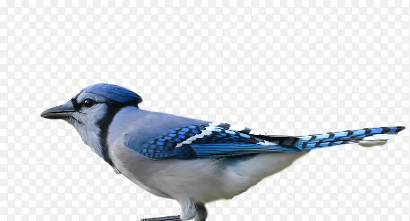 蓝松鸦 雀形目 鸟类