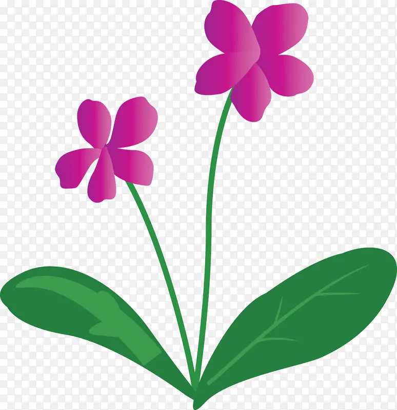 紫罗兰花 花 植物茎