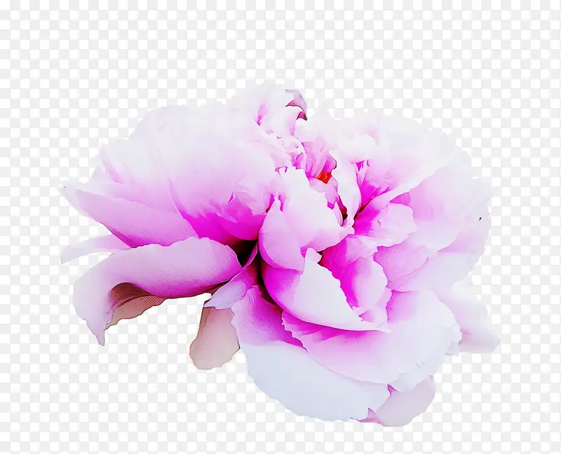 花瓣 花 植物茎