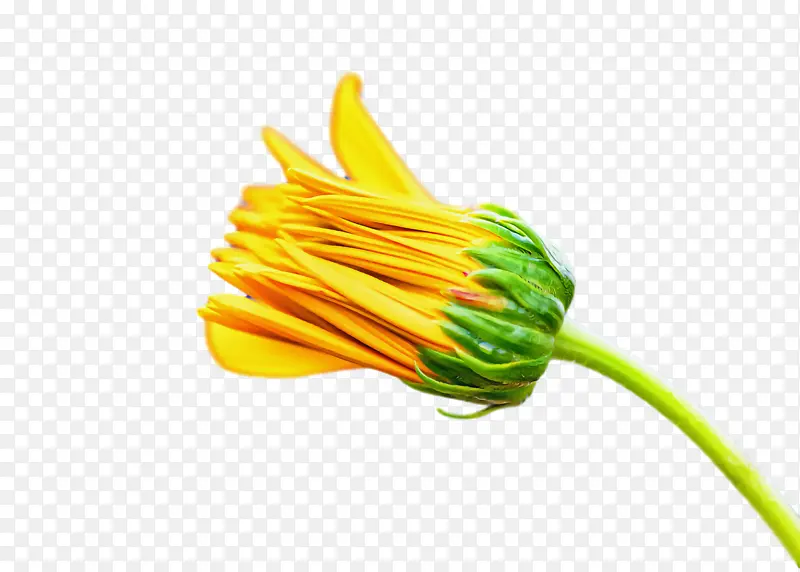 蔬菜 黄色 花