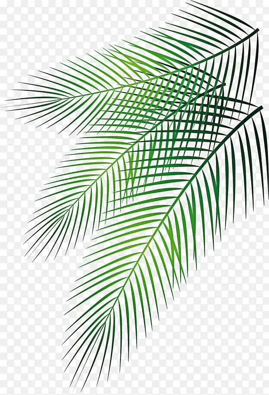 棕榈树 绘画 棕榈枝
