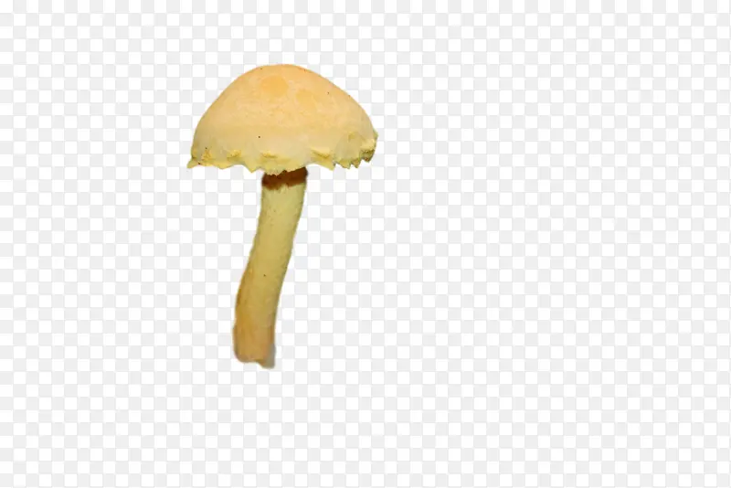 蘑菇