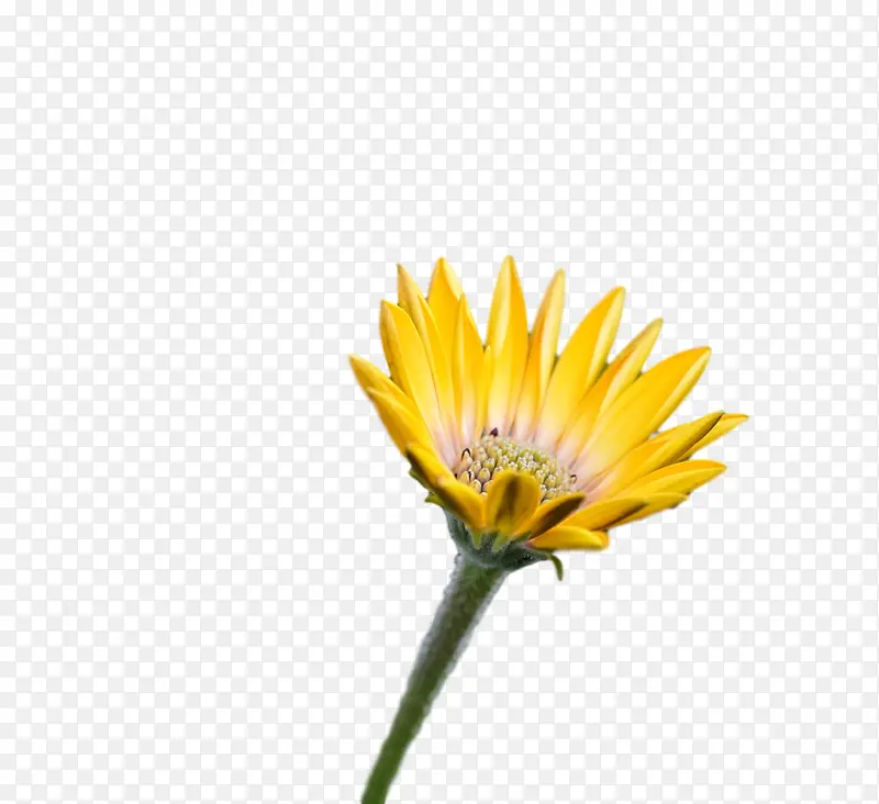 植物茎 蒲公英 特朗斯瓦尔雏菊