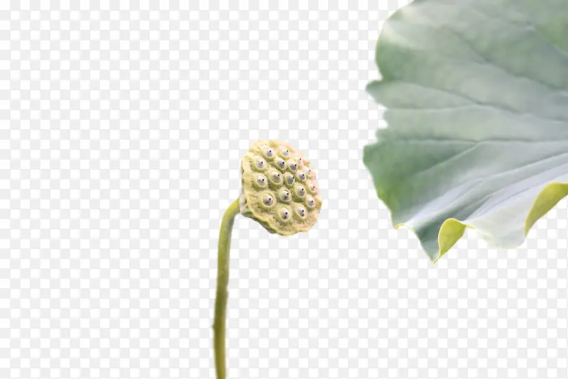叶 植物茎 海芋百合