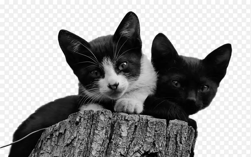 小猫 猫 鸡