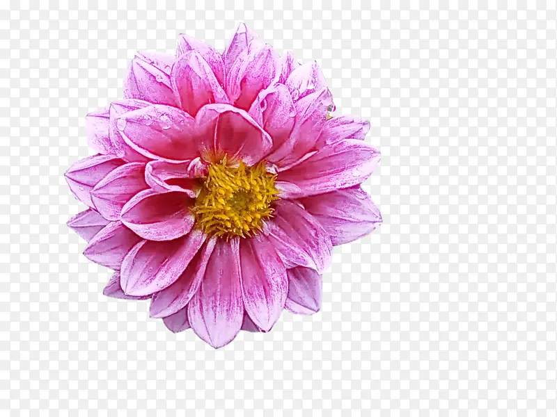 大丽花 花园宇宙 一年生植物