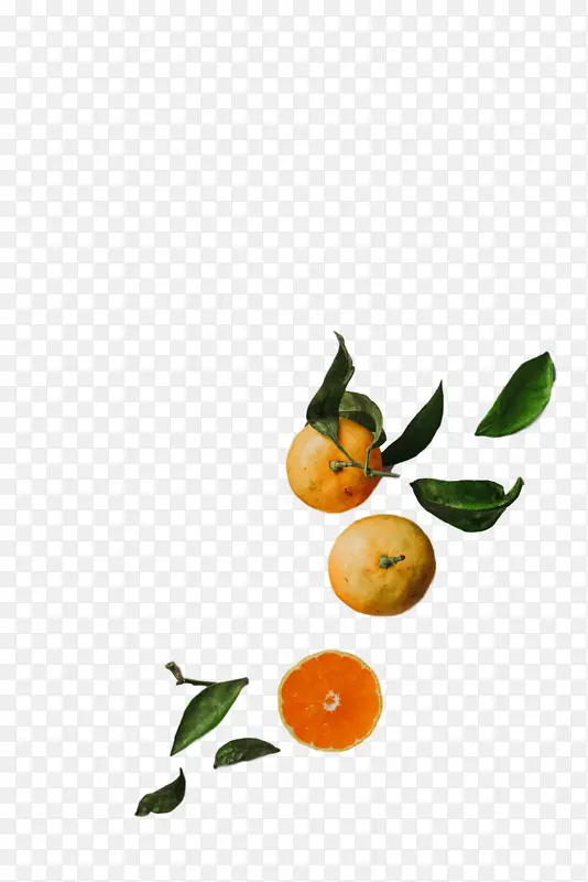 苦橙 卡拉曼西 橘子