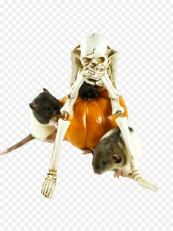 鼠类 褐鼠 电脑鼠