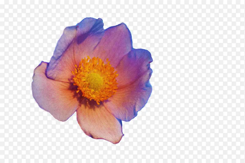 花 海葵 花瓣