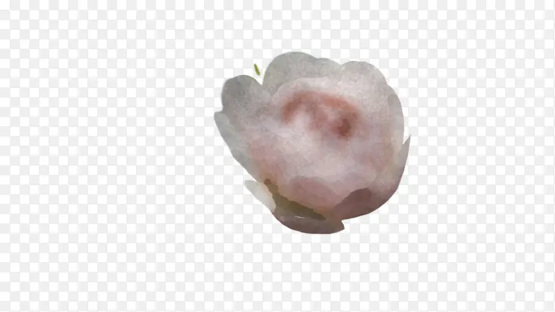 鼻子