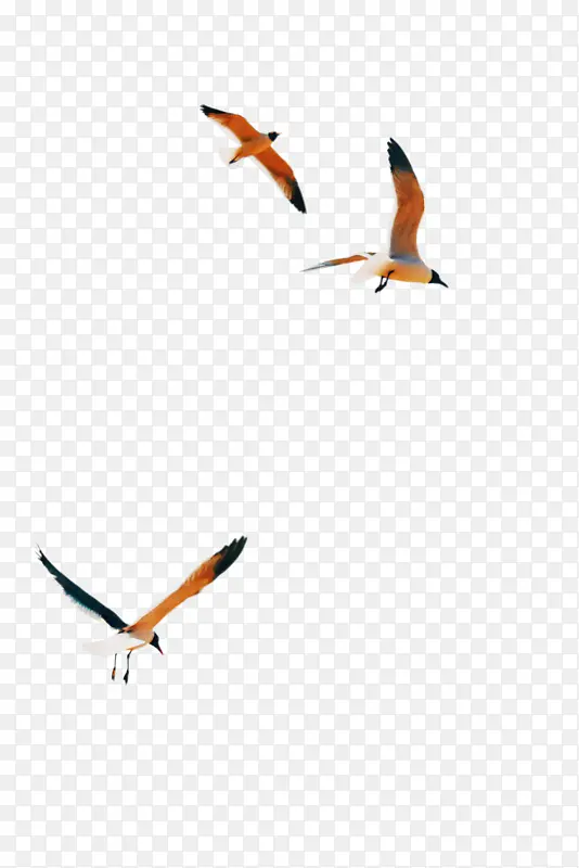 鸟类 鸟类迁徙 海鸟