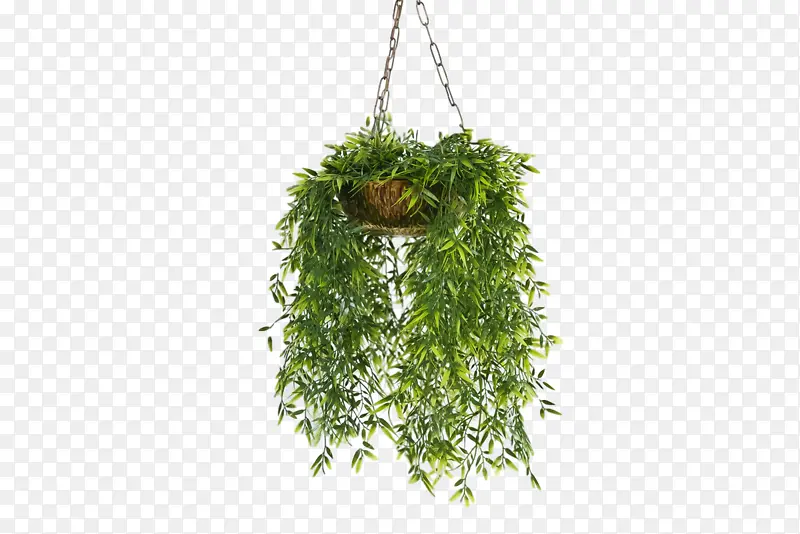 吊篮 植物 竹子