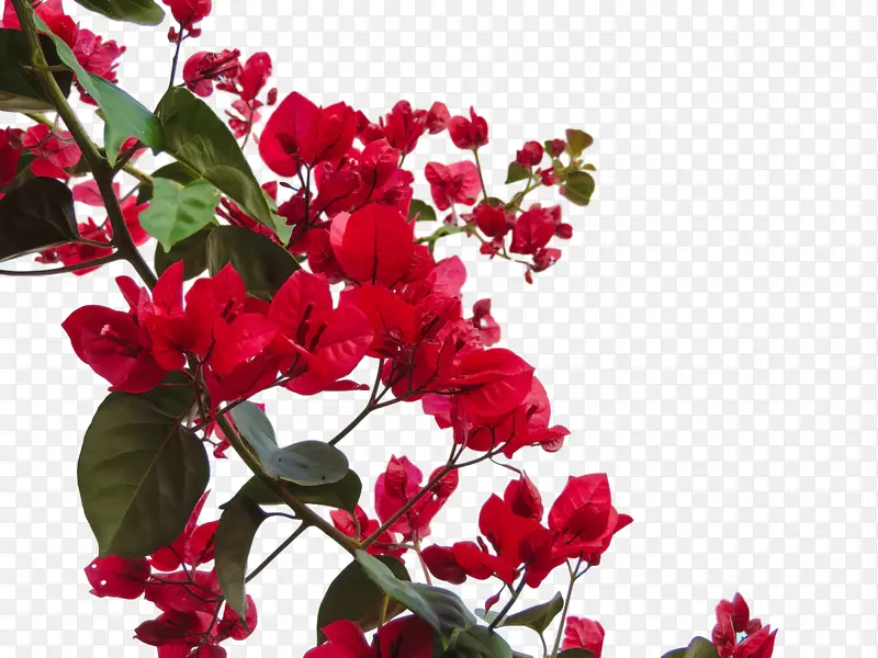 一年生植物 玫瑰科 花卉设计