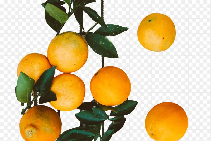 朗普 卡拉曼西 橘子
