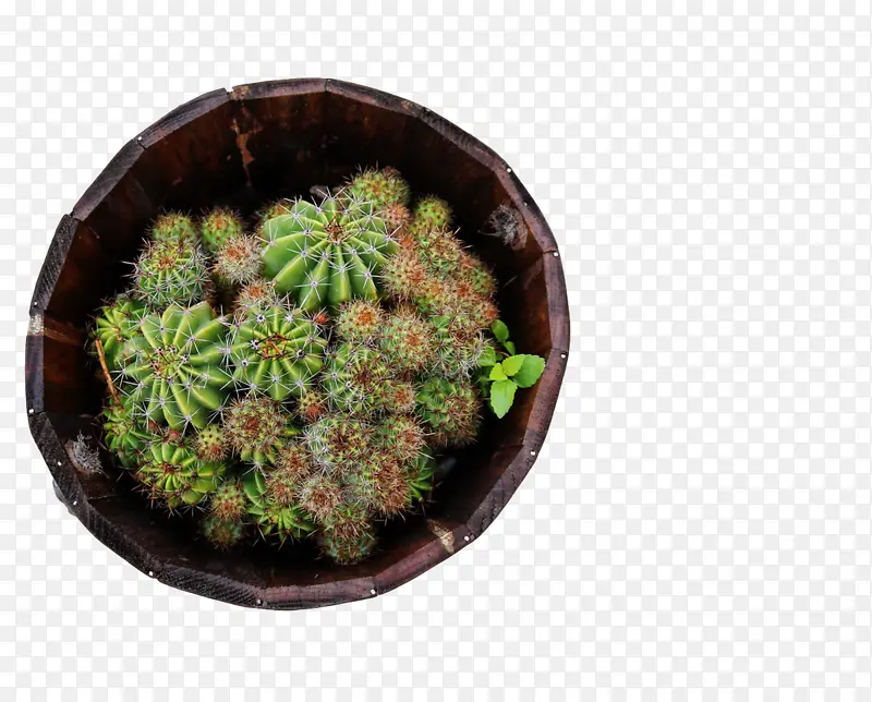 植物 棘球绦虫 花盆