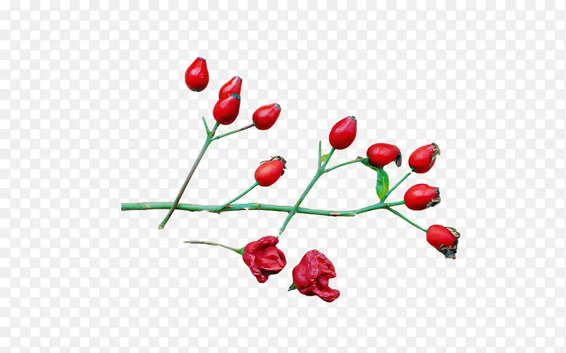 花 植物茎 玫瑰果