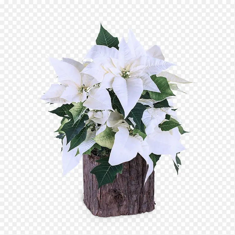 花卉设计 室内植物 花束PNG图片素材下载_图片编号7176910-PNG素材网