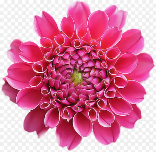 大丽花 花卉设计 花朵