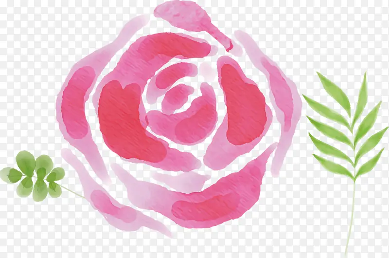 花园玫瑰 玫瑰家族 卷心菜玫瑰