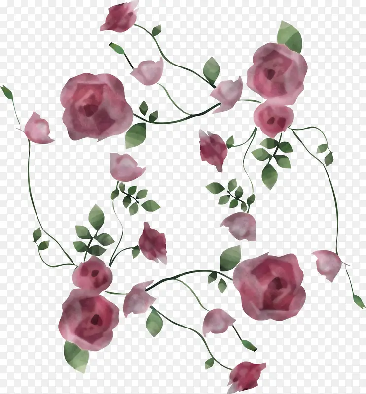 水彩花 花卉设计 花园玫瑰