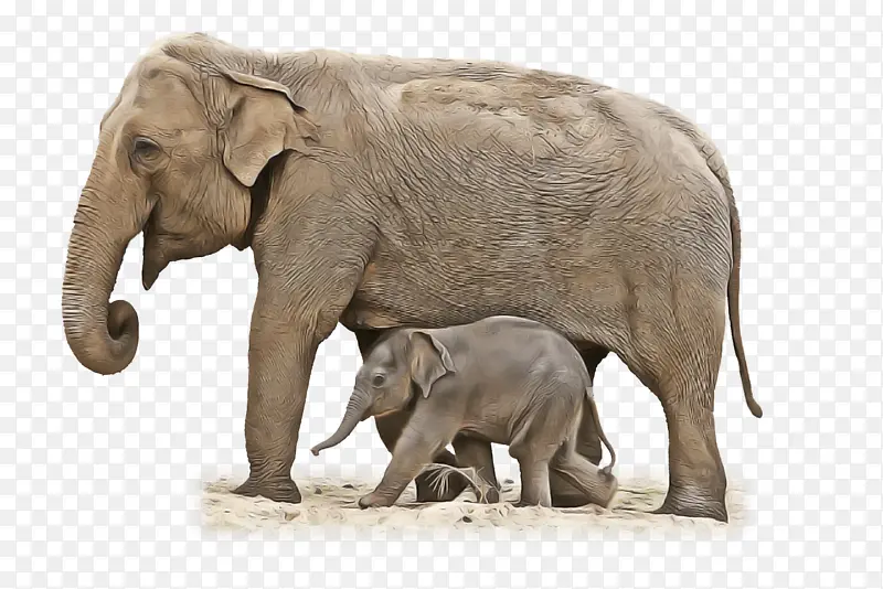 非洲象 大象 印度象