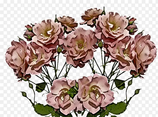 山茱萸 花卉设计 花园玫瑰
