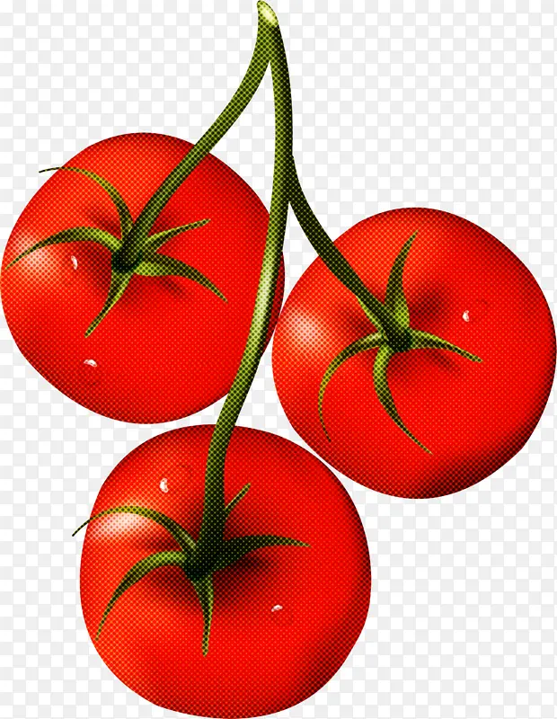 灌木番茄 樱桃番茄 达特里诺番茄