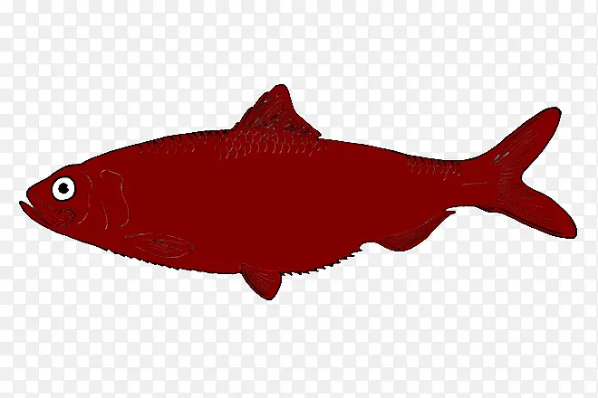 鱼 米 鳞状鲨