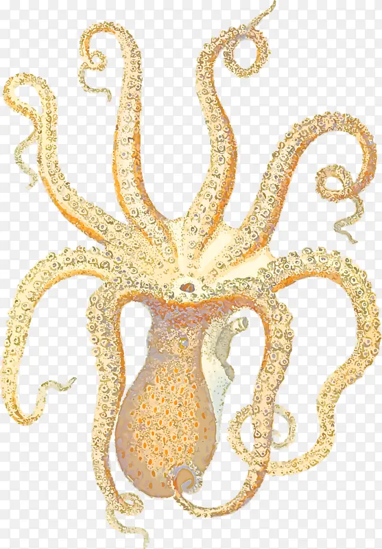 章鱼 黄金 海洋