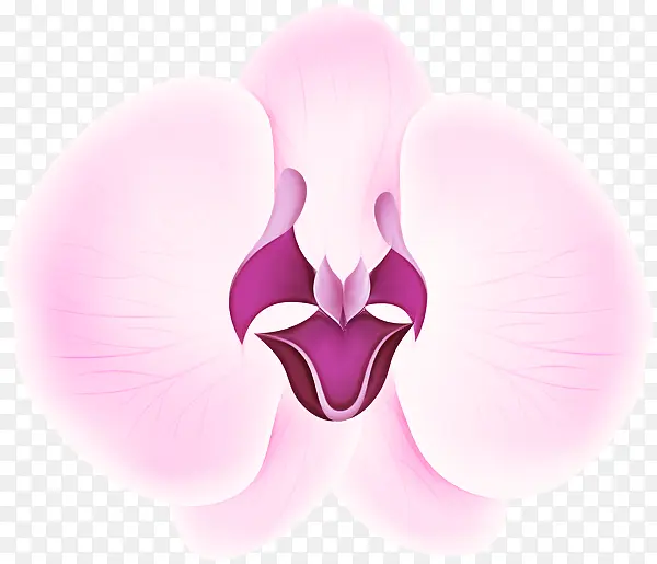 飞蛾兰花 花 花瓣