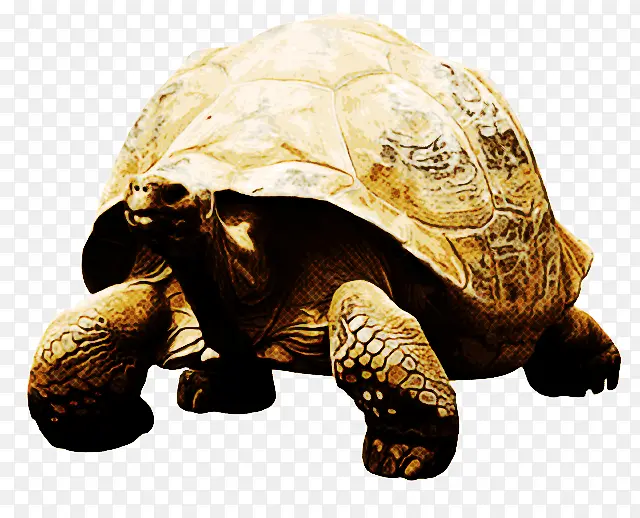 乌龟 箱龟 海龟