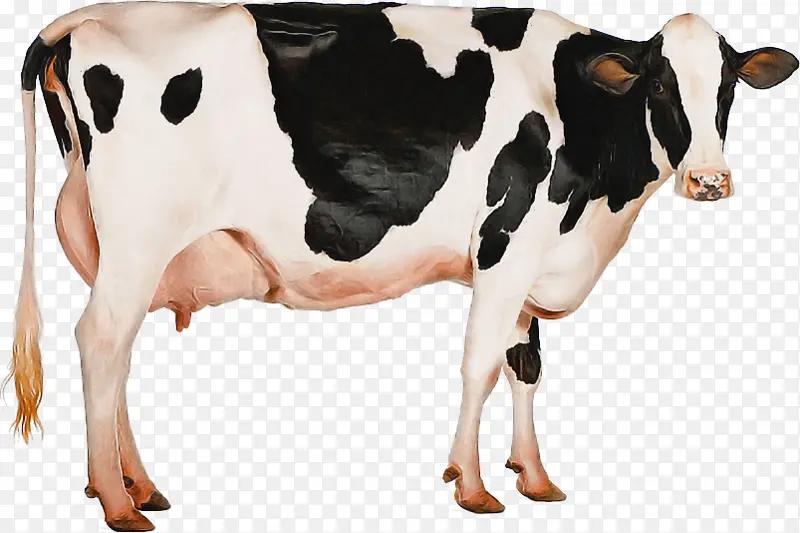 荷斯坦弗里西亚牛 泽西牛 牛奶