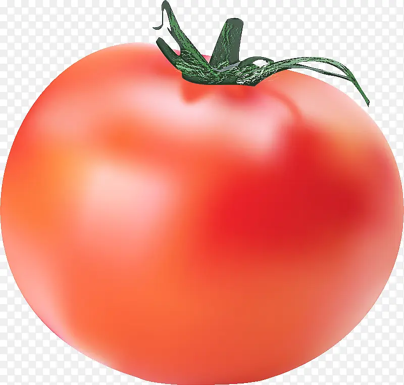 灌木番茄 天然食品 植物