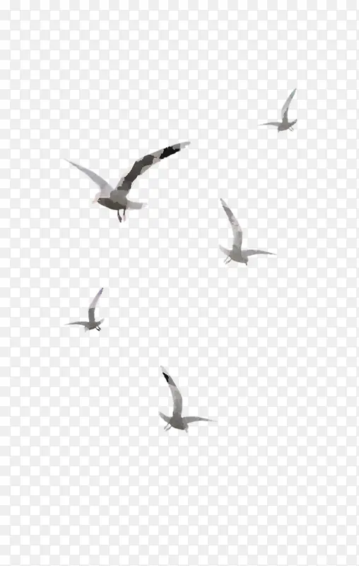鸟类 鸟类迁徙 海鸥
