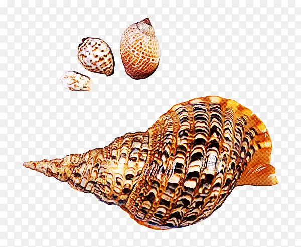 海螺 贝壳 海蜗牛