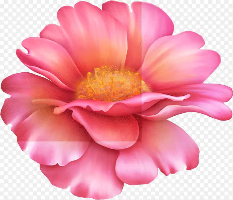 特朗斯瓦尔雏菊 一年生植物 大丽花