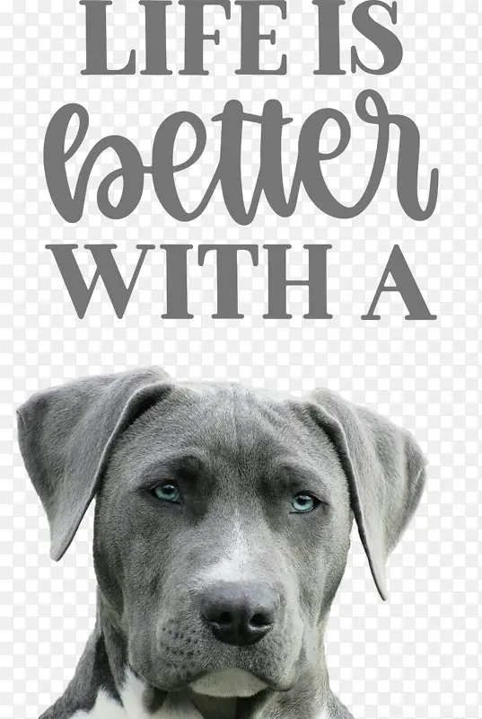 生活 更好 狗