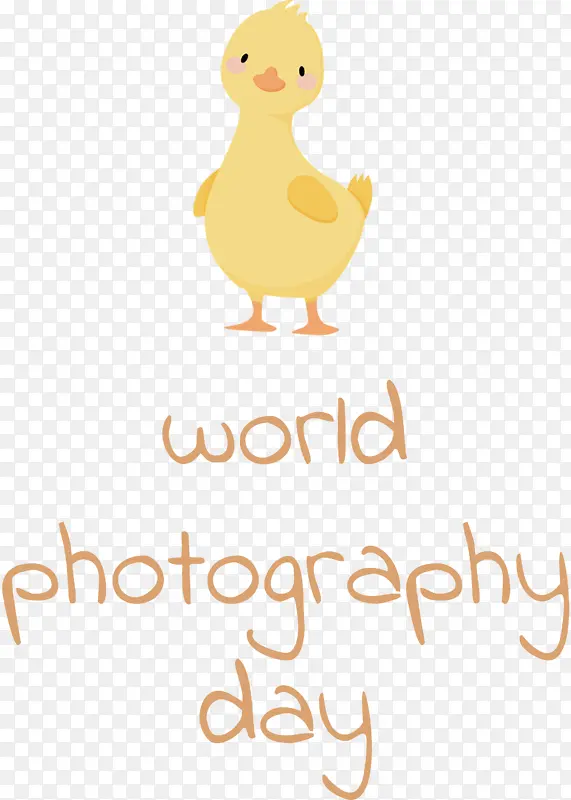 世界摄影日 鸟类 鸭子