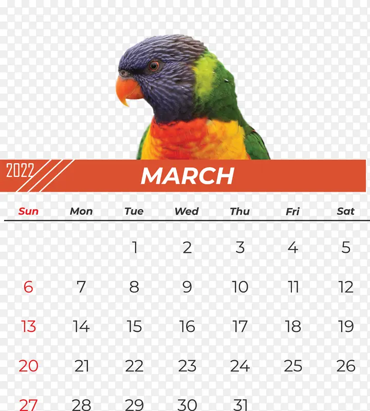鹦鹉 喙 日历