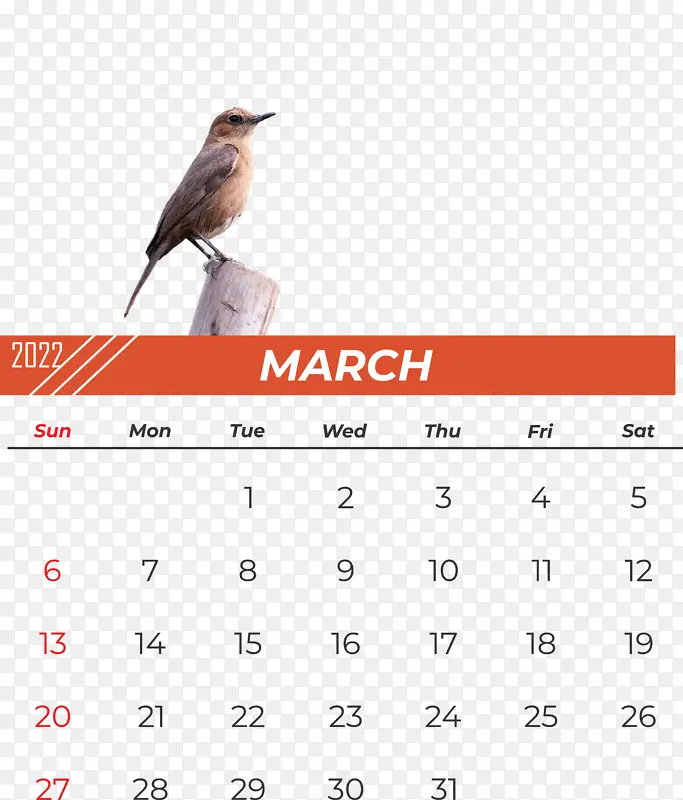 鸟类 日历 喙