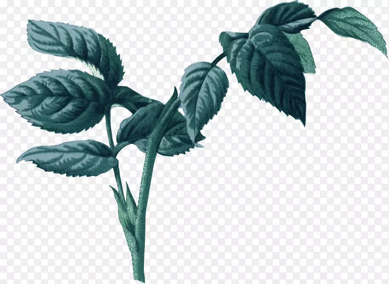 植物绿色树叶PNG图片素材下载_图片编号7254626-PNG素材网