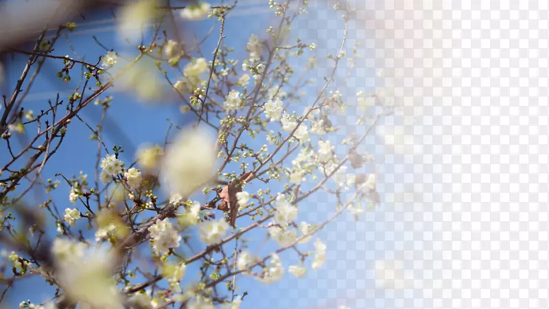 春天樱花摄影背景设计元素之七