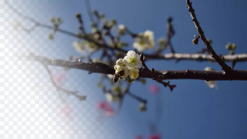 春天樱花摄影背景设计元素之十三