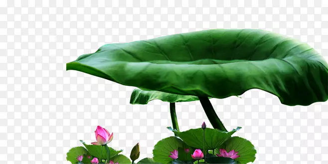 荷花，荷叶png免扣素材